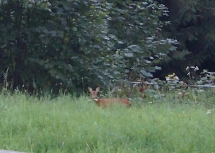 Chaleureux Avec Terrasse Privee A - Fr-1-589-159 * 제라르메르